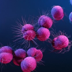 350 Antibacterial/500 selbstklebende Vinyl / iDigit